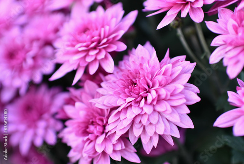 Pink chrysanthemums at the cemetery in Milicz.