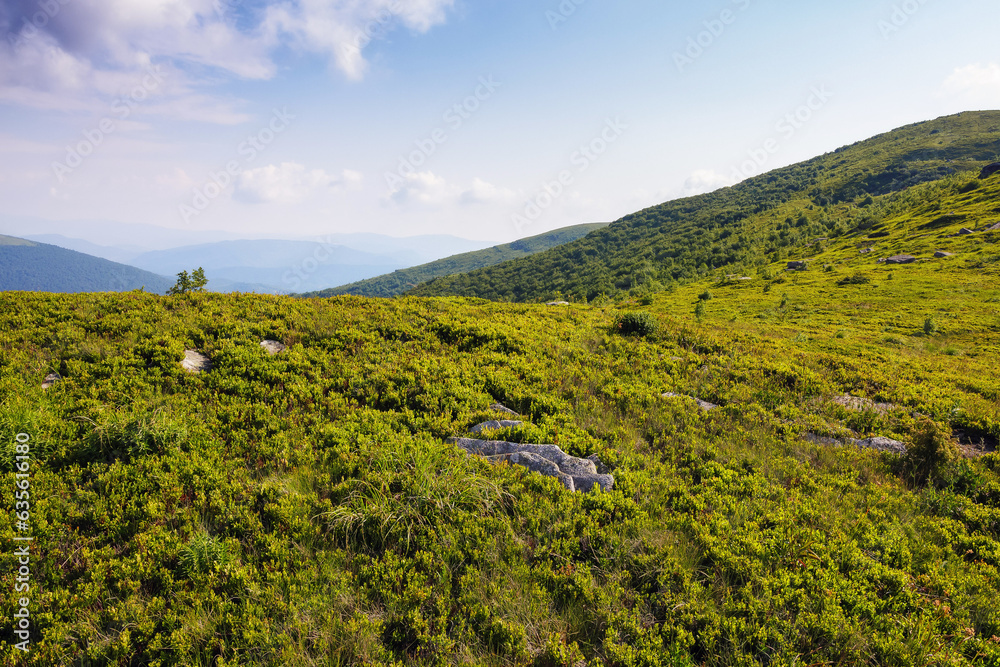 carpathian countryside with grassy meadows. summer scenery in morning light. mountainous rolling landscape in summer beneath a bright blue sky