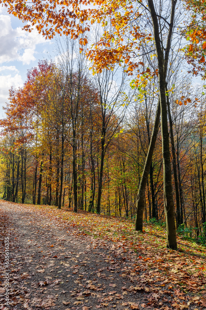 park in autumn. path among the trees covered in fallen foliage. sunny afternoon park in autumn. path among the trees covered in fallen foliage. sunny afternoon