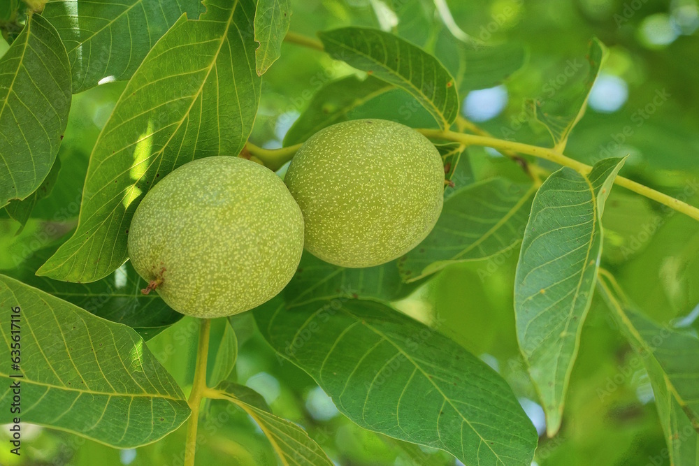 two green walnuts on a branch of a tree with leaves in the summer garden