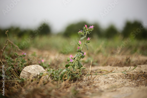 Beleza em Miniatura: Uma delicada flor cor-de-rosa desponta entre a vegetação rasteira, celebrando a vibrante estação de verão em Portugal.