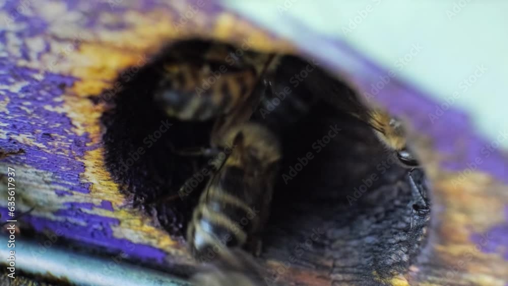 Bees arrive and enter the entrance in the form of a hole in an artificial hive. Extreme close-up. Beekeeping Bees arrive and enter the entrance in the form of a hole in an artificial hive. Extreme close-up. Beekeeping