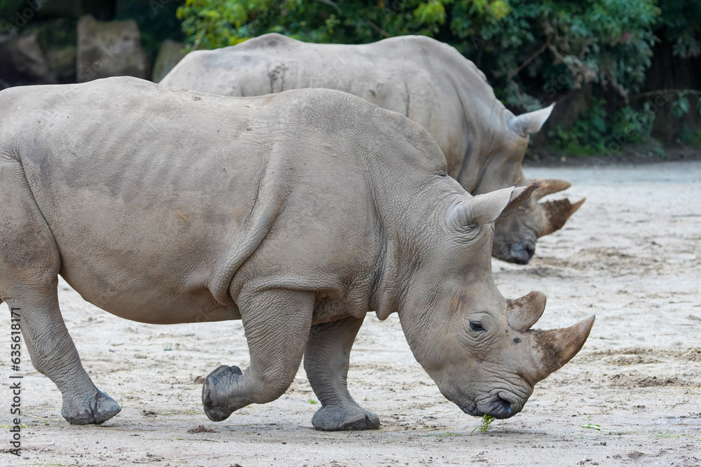 Close up of a rhinoceros in the enclosure at the zoo Close up of a rhinoceros in the enclosure at the zoo