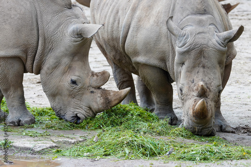 Close up of a rhinoceros in the enclosure at the zoo