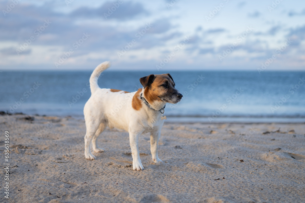 Jack Russell Terrier on a beautiful sandy beach at sunset Jack Russell Terrier on a beautiful sandy beach at sunset