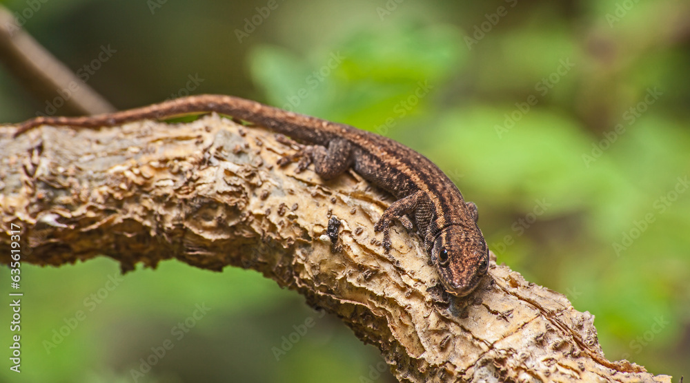 Cape Dwarf Gecko (Lygodactylus capensis) 3190 Cape Dwarf Gecko (Lygodactylus capensis) 3190
