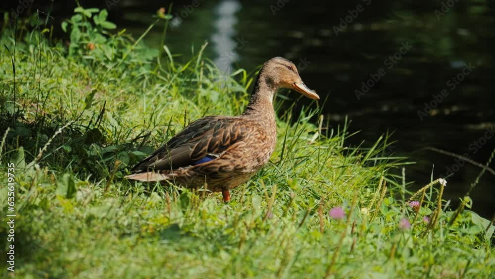 Duck close-up. River mallard duck. Duck in slow motion. Duck close-up. River mallard duck. Duck in slow motion.