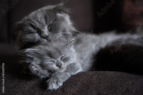 gray cat with a kitten sleep on a brown background