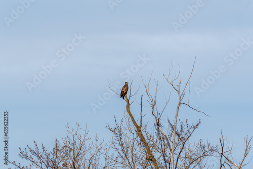 An Immature Bald Eagle Perched In A Tree In December At The 1000 Island Environmental Center In Kaukauna, Wisconsin