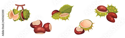 Chestnut with Green Peel or Husk and Brown Nut Vector Set