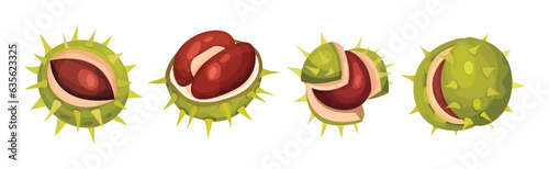 Chestnut with Green Peel or Husk and Brown Nut Vector Set