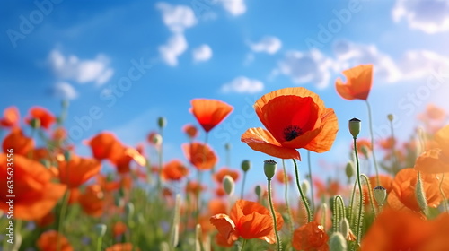  poppy flowers with morning dew water drops on wild field,bee and buterfly ,nature landscape background