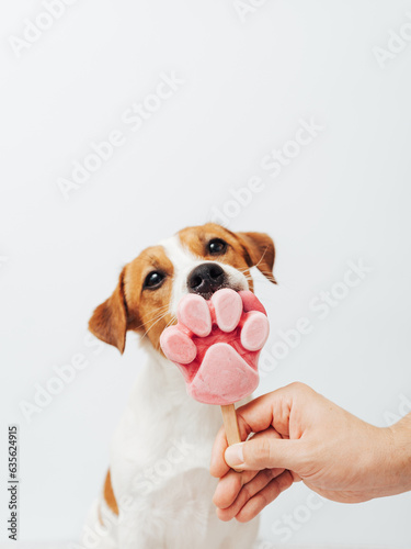 The Jack Russell Terrier eats ice cream on a white background. A male hand holds an ice cream for a dog