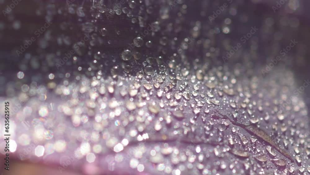 beautiful  of sparkling  water drops on purple tradescantia leaf.  natural texture of plant leaf. macro footage