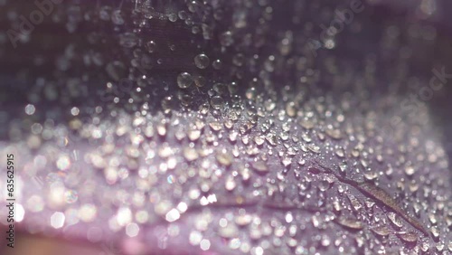 beautiful  of sparkling  water drops on purple tradescantia leaf.  natural texture of plant leaf. macro footage photo
