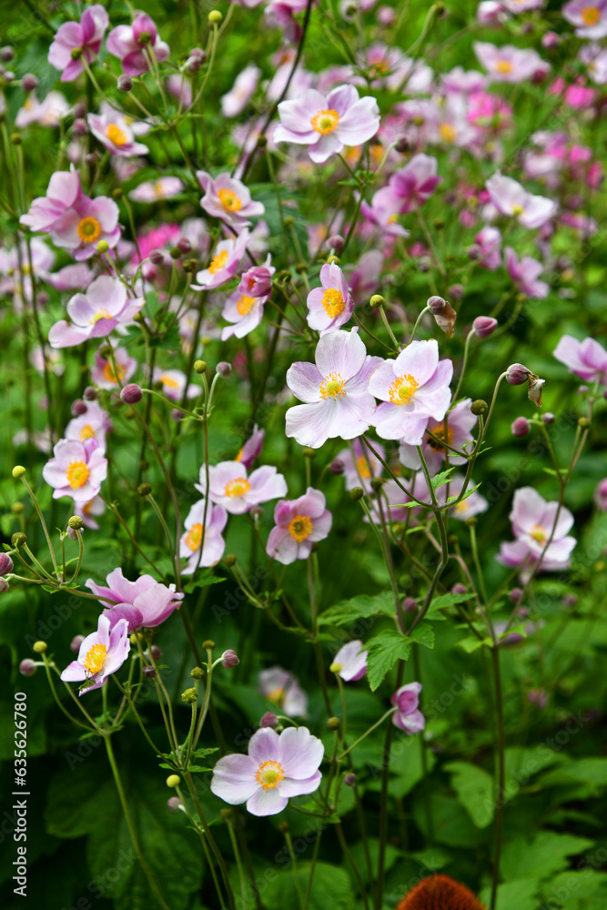 roas Herbstanemonen
(Anemone hupehensis)