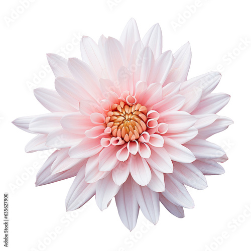 Pink and white chrysanthemum © AkuAku