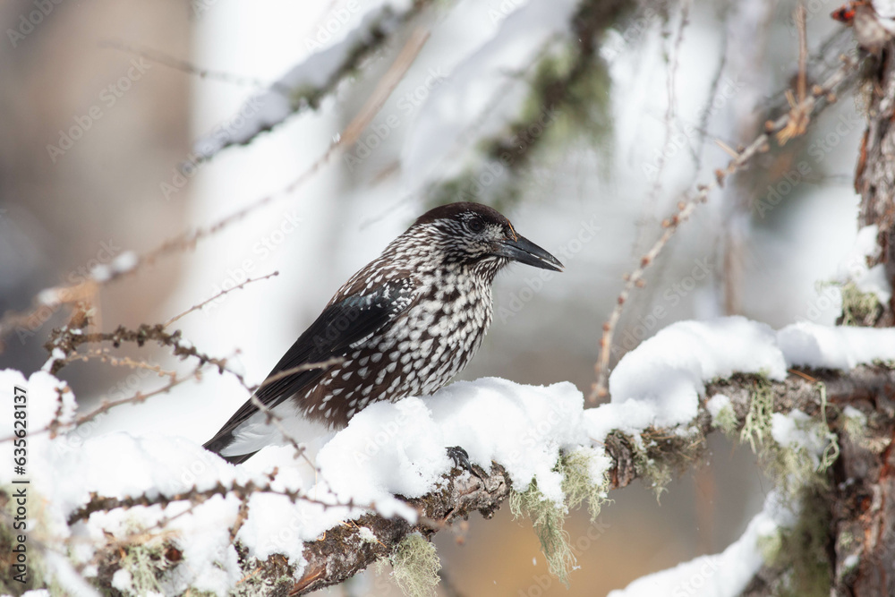 Bird Bird