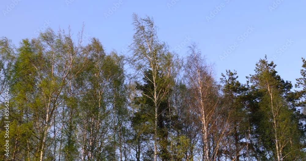 birches with new foliage in the spring season, young birches in the spring season birches with new foliage in the spring season, young birches in the spring season