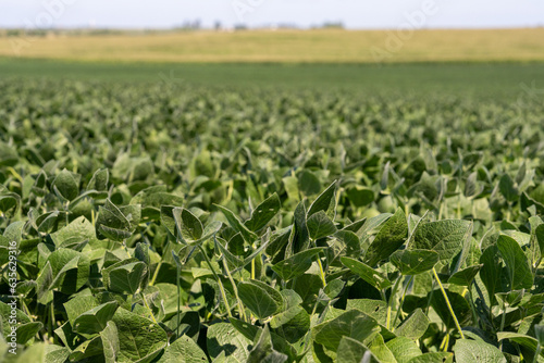 Soybean field with sky on horizon in distance