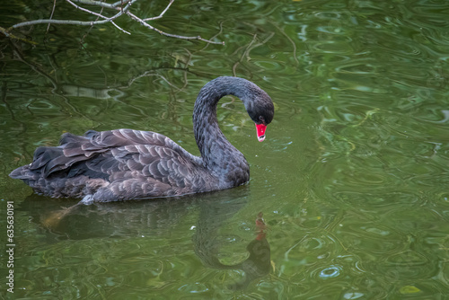 A graceful black swan with a red beak is swimming on a lake with dark green water. Cygnus atratus