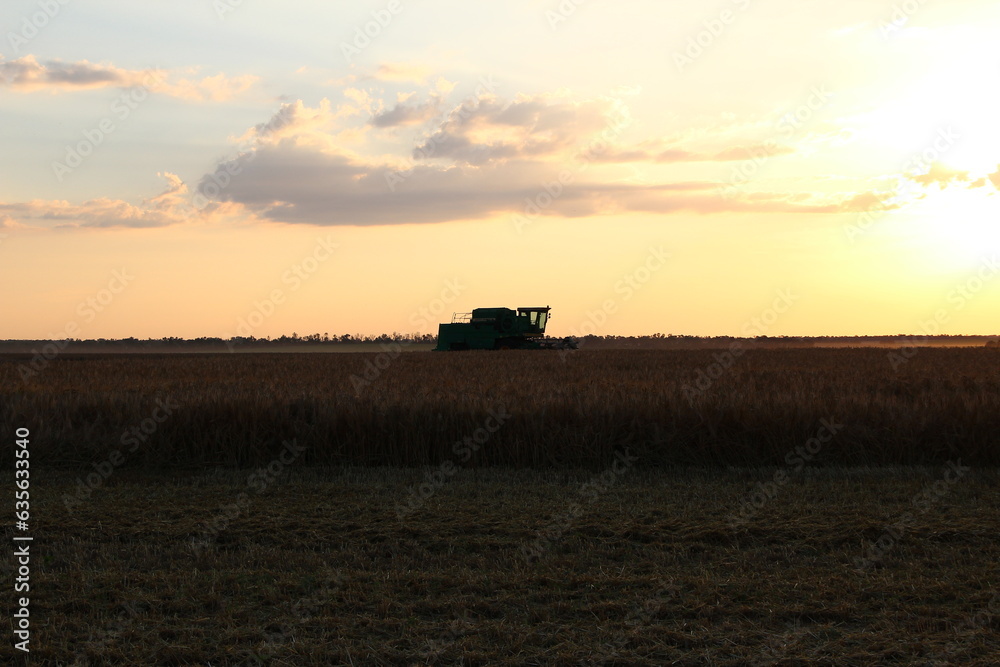 Harvester on a hot evening in a wheat field