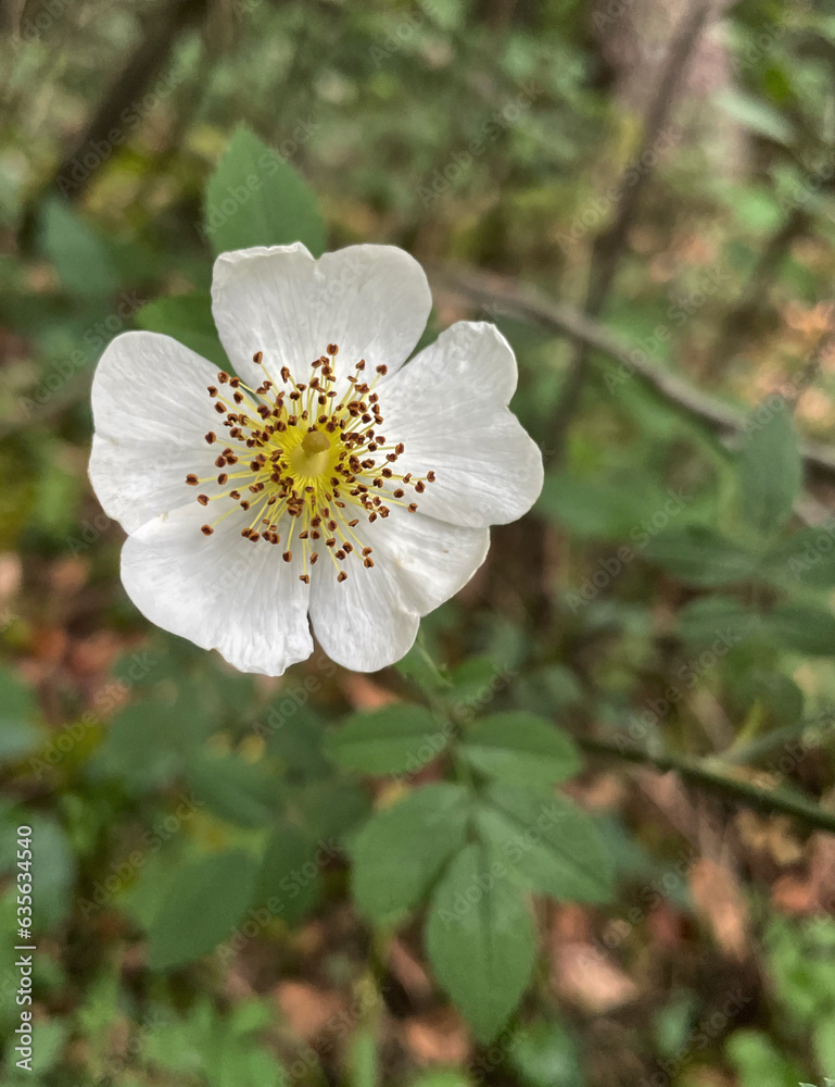 Weiße Blüte der Kriechenden Rose (Rosa)