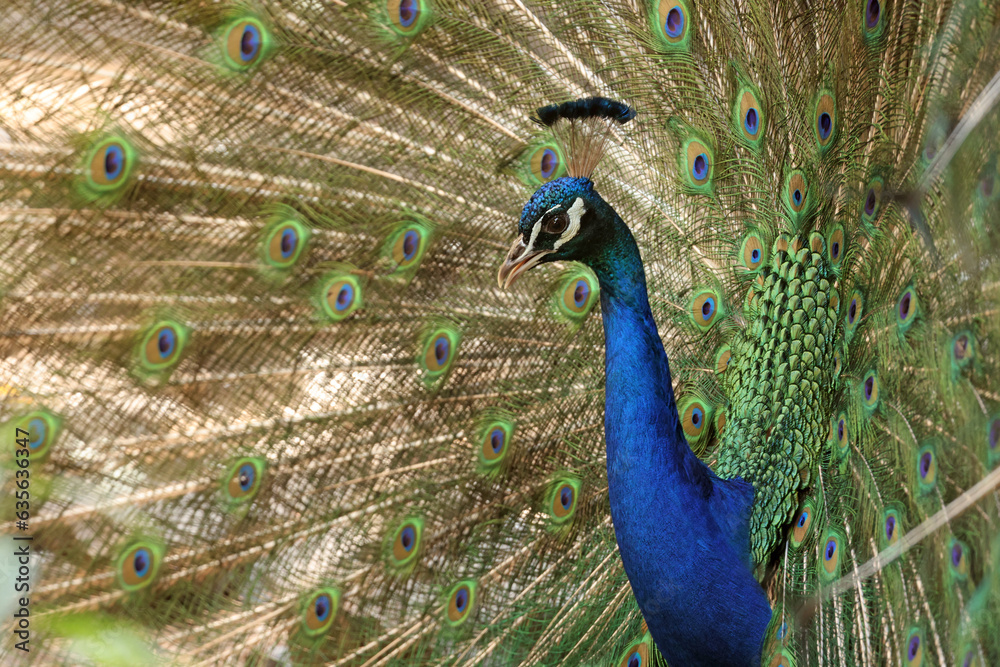 Fototapeta premium Common peacock - portrait view, Pavo cristatus