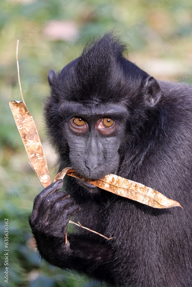 Ταπετσαρία Closeup portrait of Crested Macaque, Macaca Nigra