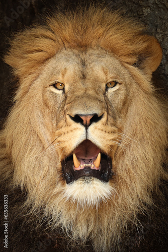 Fototapeta Naklejka Na Ścianę i Meble -  Close portrait view of Lion, Panthera Leo