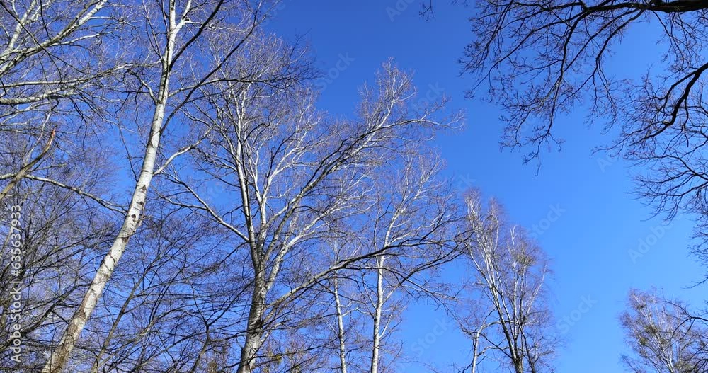 the tops of various deciduous trees in the spring season , a park with trees in early spring the tops of various deciduous trees in the spring season , a park with trees in early spring