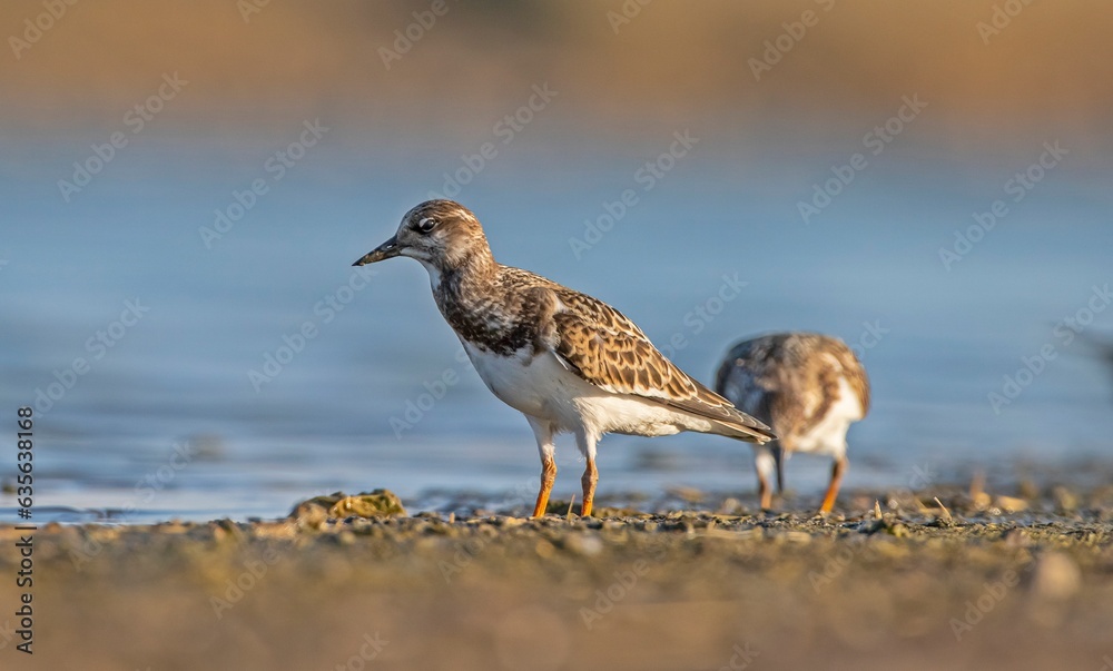 Ruddy Turnstone (Arenaria interpres) Aysa, Australia, spreads in Europe, America and Africa, but is rare. It is a migratory bird and is known to breed in the Northern hemisphere. Ruddy Turnstone (Arenaria interpres) Aysa, Australia, spreads in Europe, America and Africa, but is rare. It is a migratory bird and is known to breed in the Northern hemisphere.