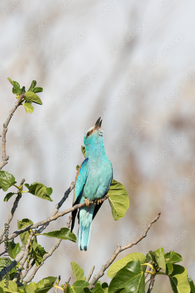 The European roller or Eurasian roller (Coracias garrulus). The European roller or Eurasian roller (Coracias garrulus).