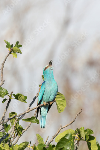 The European roller or Eurasian roller  Coracias garrulus .