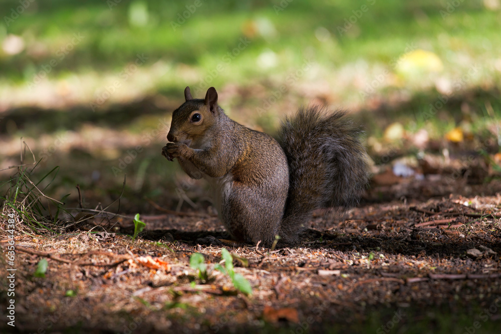 squirrel eating nut