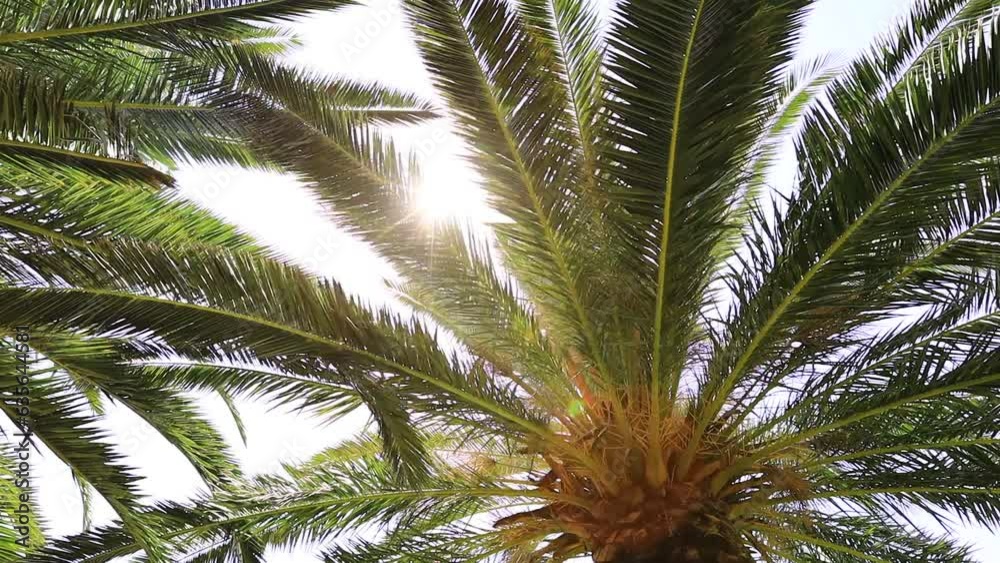 a video palm trees with sun rays a video palm trees with sun rays