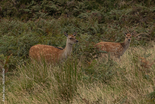 Fototapeta Naklejka Na Ścianę i Meble -  Wild Silka Deer at the Mull of Kintyre
