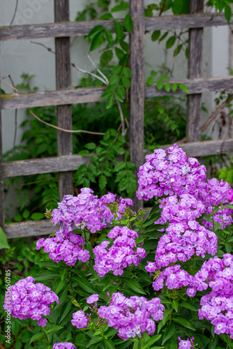 Close up garden view of bright purple garden phlox flowers in an outdoor garden, view of a rustic trellis. © Cynthia