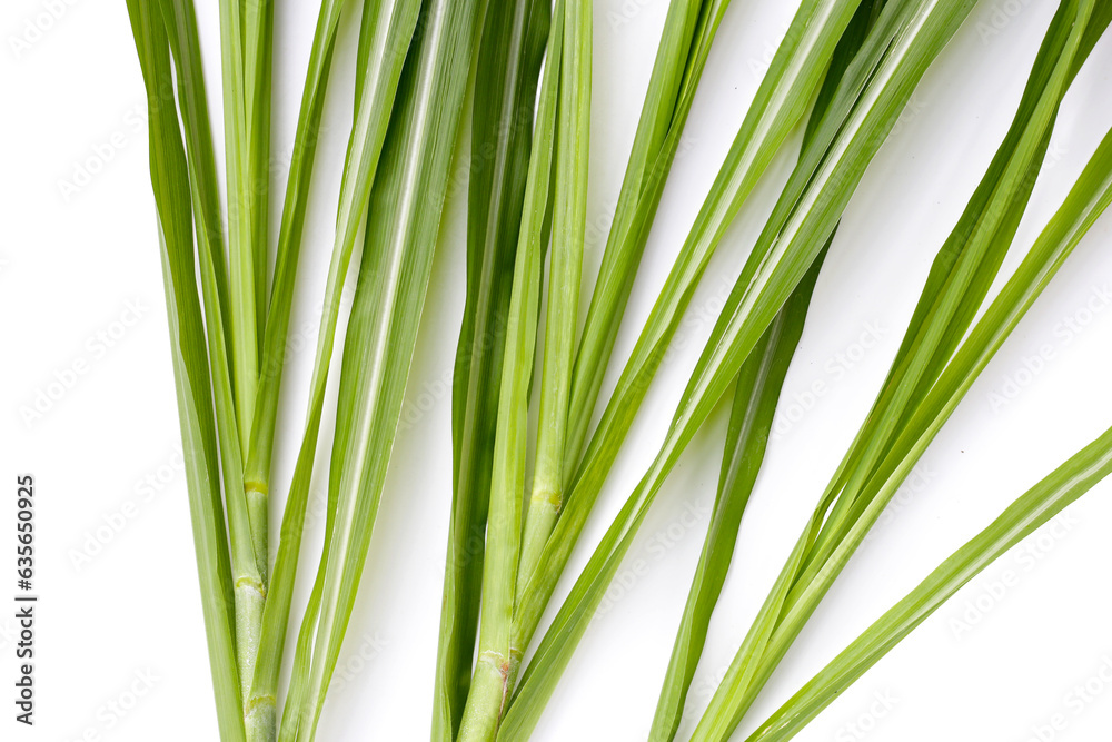 Fototapeta premium Sugar cane leaves on white background.
