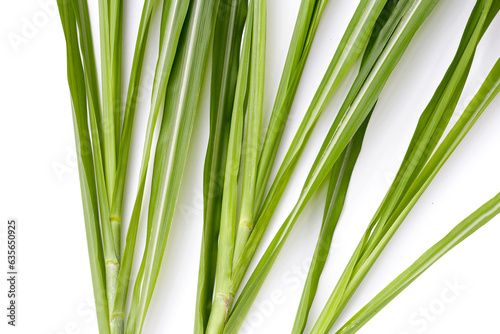 Sugar cane leaves on white background.