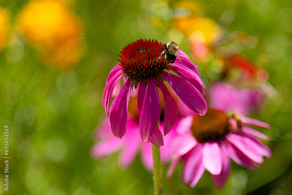 Honeybee on Purple Coneflower in Yampa River Botanical Garden Honeybee on Purple Coneflower in Yampa River Botanical Garden