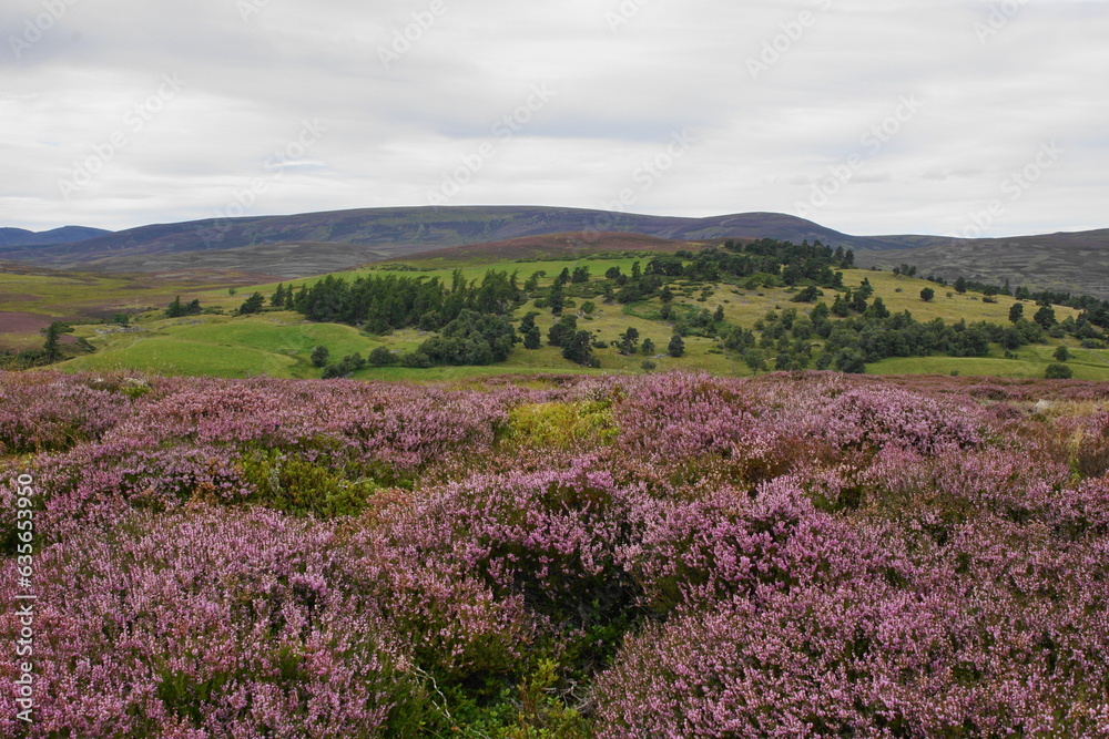 Heather in Blossom in the Cairngorm National Park near Braemar, Aberdeenshire, Highland Scotland Heather in Blossom in the Cairngorm National Park near Braemar, Aberdeenshire, Highland Scotland