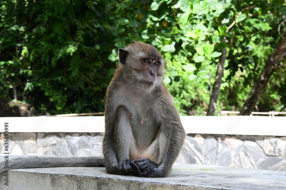 Fototapeta premium Sad monkey