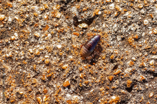 Cockroach On Concrete Pavement