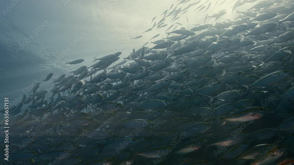 A large school of Yellowstripe Scad (Selaroides leptolepis), ripples and sways in the sunlight in the blue water, Raja Ampat, Indonesia, Asia A large school of Yellowstripe Scad (Selaroides leptolepis), ripples and sways in the sunlight in the blue water, Raja Ampat, Indonesia, Asia