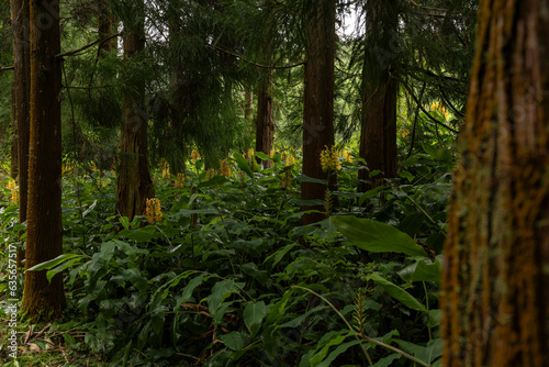 Tropical forest with tall trees and yellow flowers  Flor de Conteira . Hedychium Gardnerianum Flower from Azores.