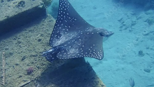 Spotted eagle ray (Aetobatus ocellatus), underwater scenes into the Red sea