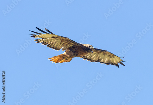 Red-tailed Hawk