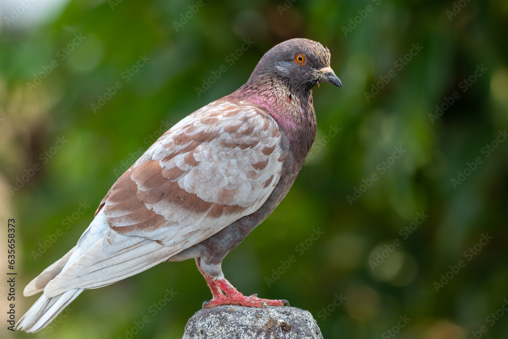 Pigeon perching on branch. The domestic pigeon, Columba livia domestica or Columba livia forma domestica Pigeon perching on branch. The domestic pigeon, Columba livia domestica or Columba livia forma domestica