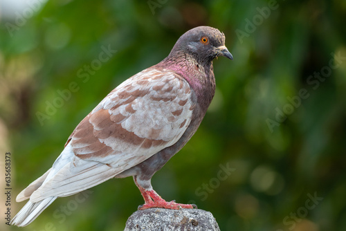 Wallpaper Mural Pigeon perching on branch. The domestic pigeon, Columba livia domestica or Columba livia forma domestica Torontodigital.ca